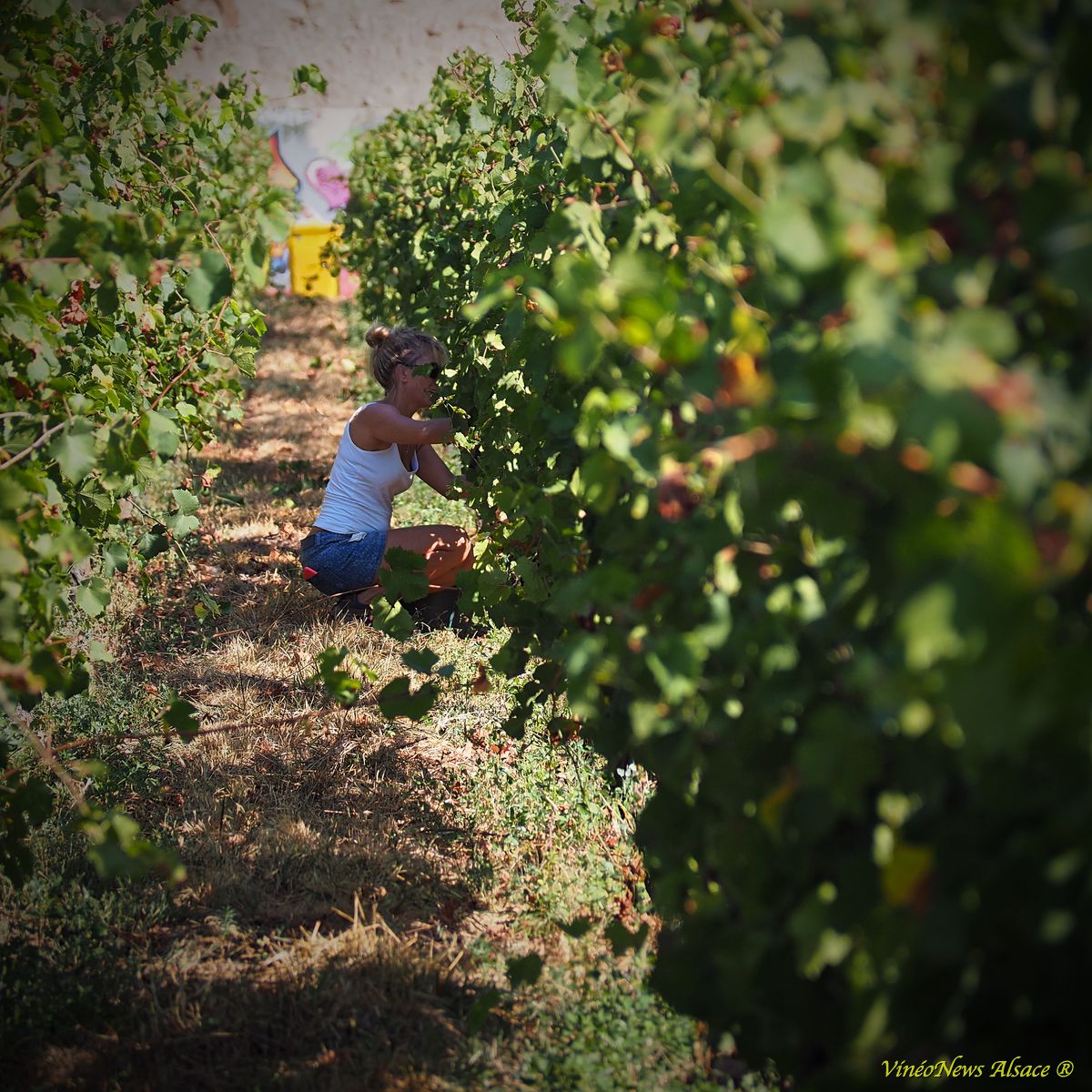 Domaine François Baur, les vendanges 2018