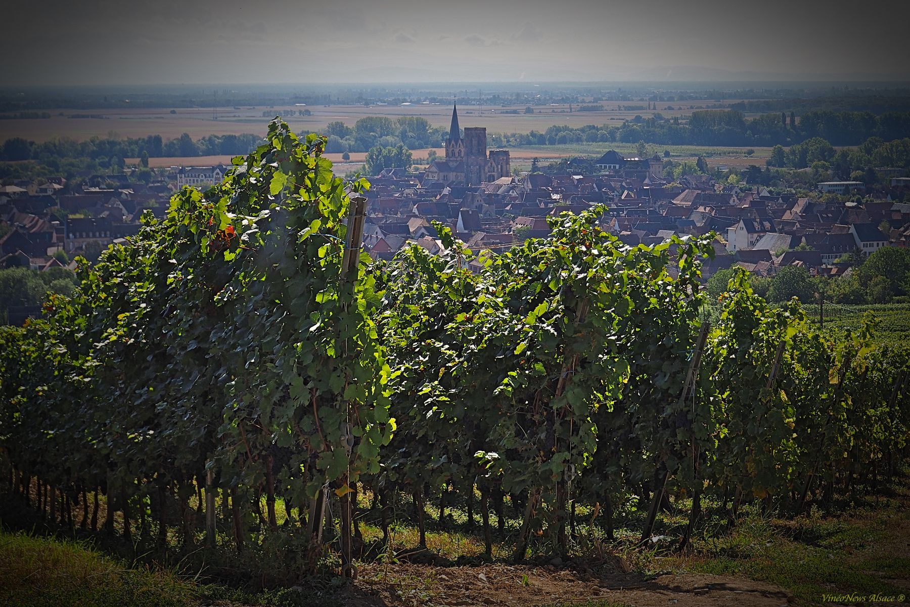 Les vendanges de l’Amicale ERAV