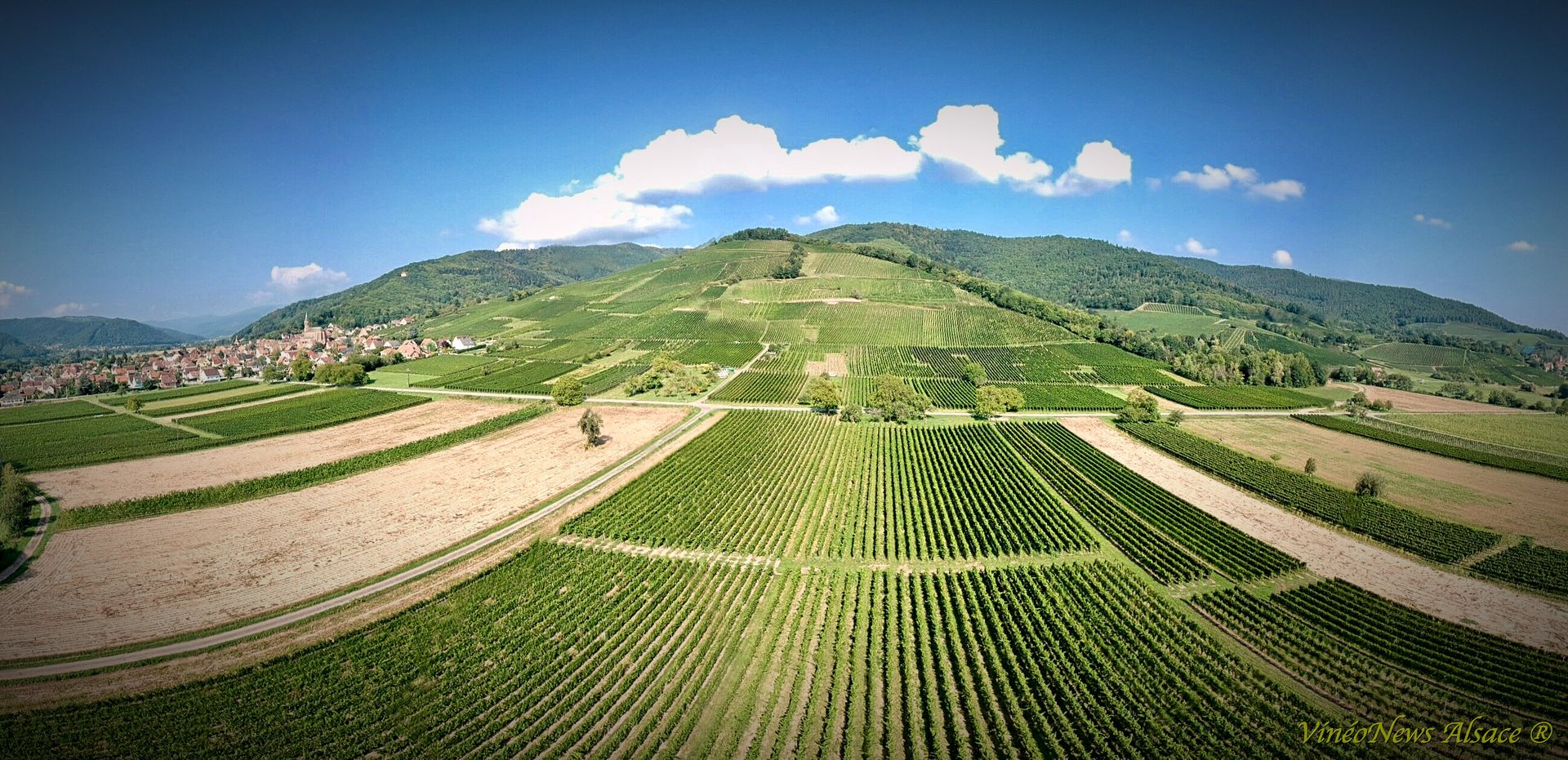 Domaine Schoenheitz, les vendanges 2018