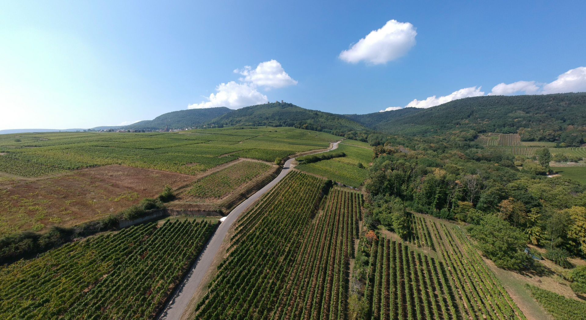 Domaine Emile Beyer, les vendanges 2018