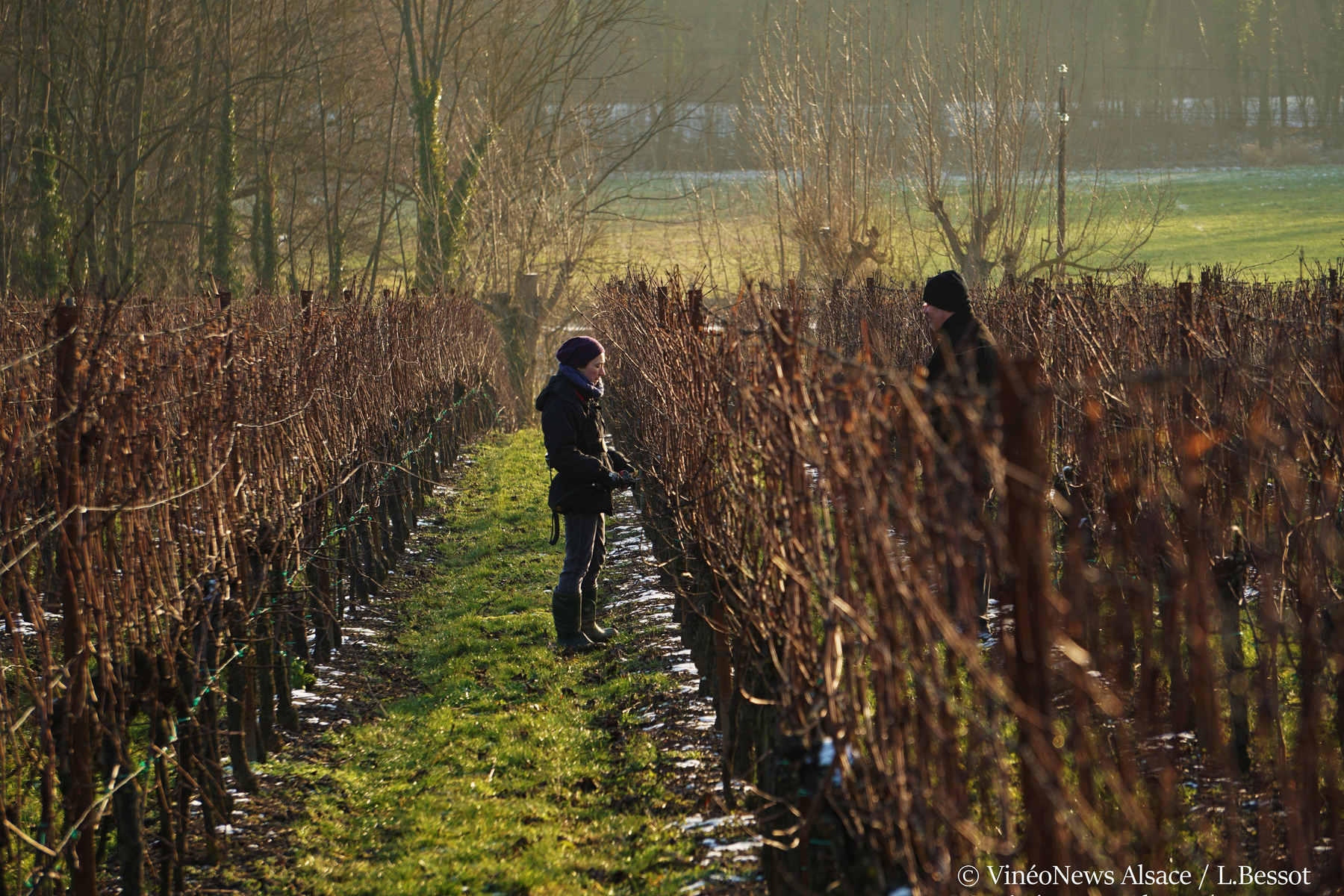 Domaine Maxime Brand, la taille