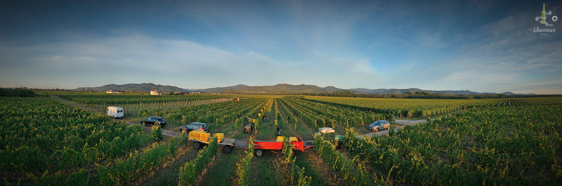 Domaine Karcher, les vendanges 2019