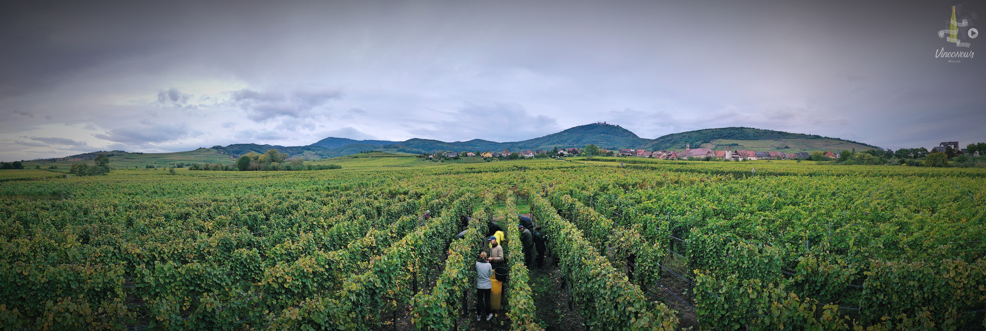 Domaine Jacques Iltis, les vendanges 2019