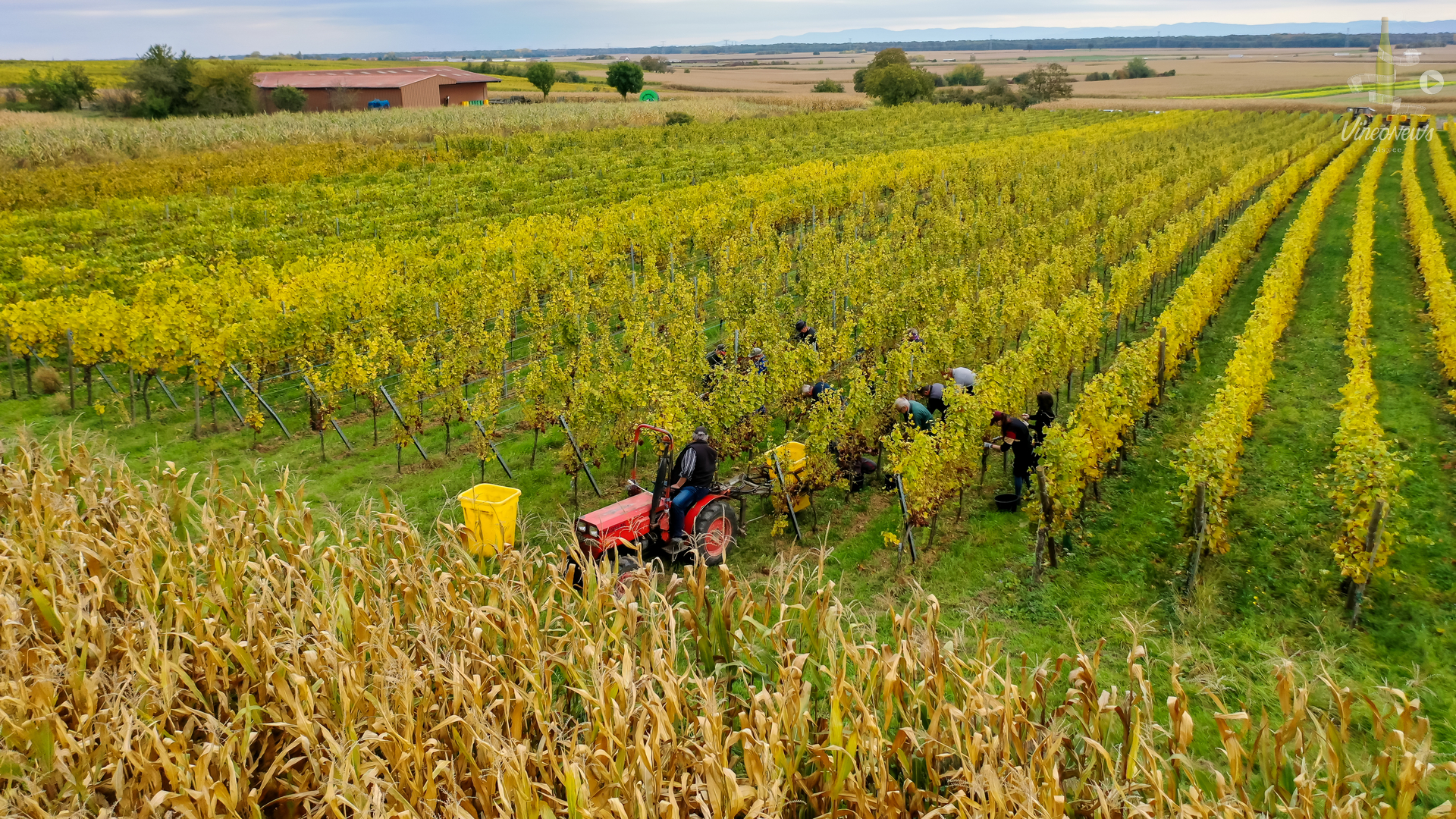 Domaine Francis Beck & Fils, les vendanges 2021