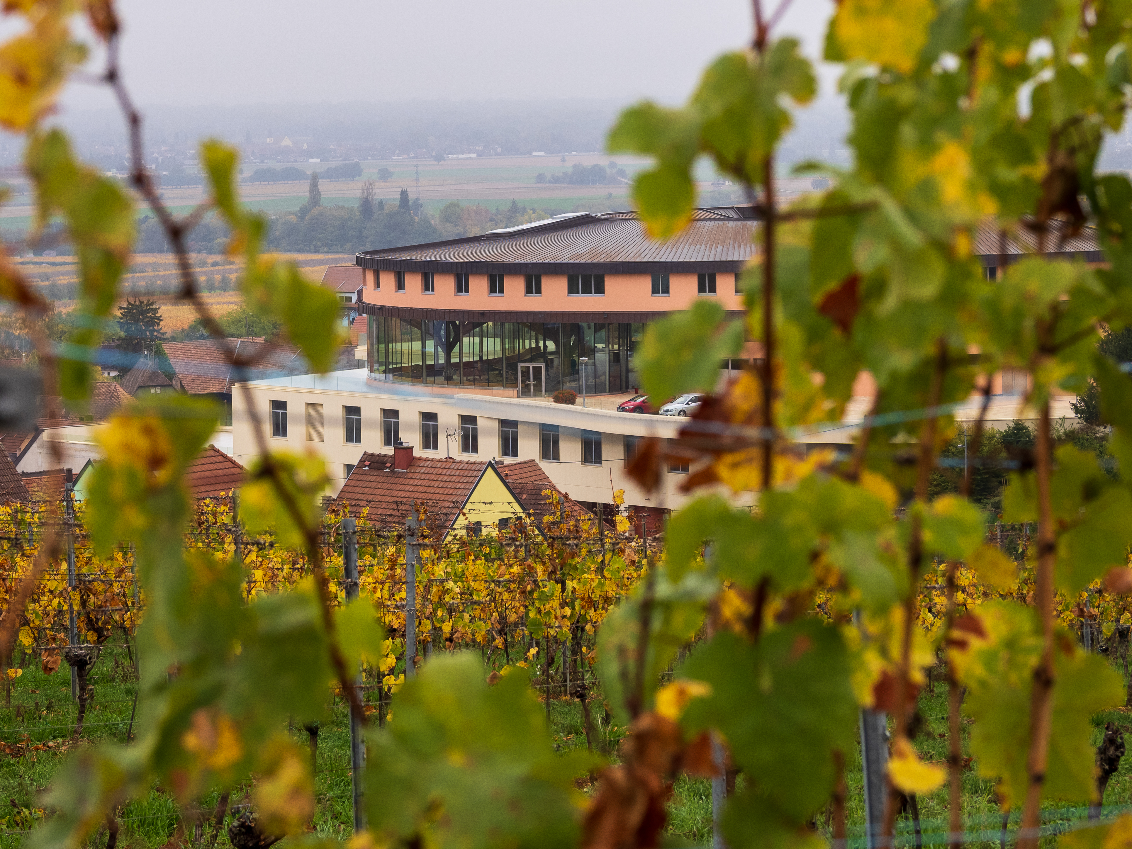 Controverse autour du Riesling en Alsace