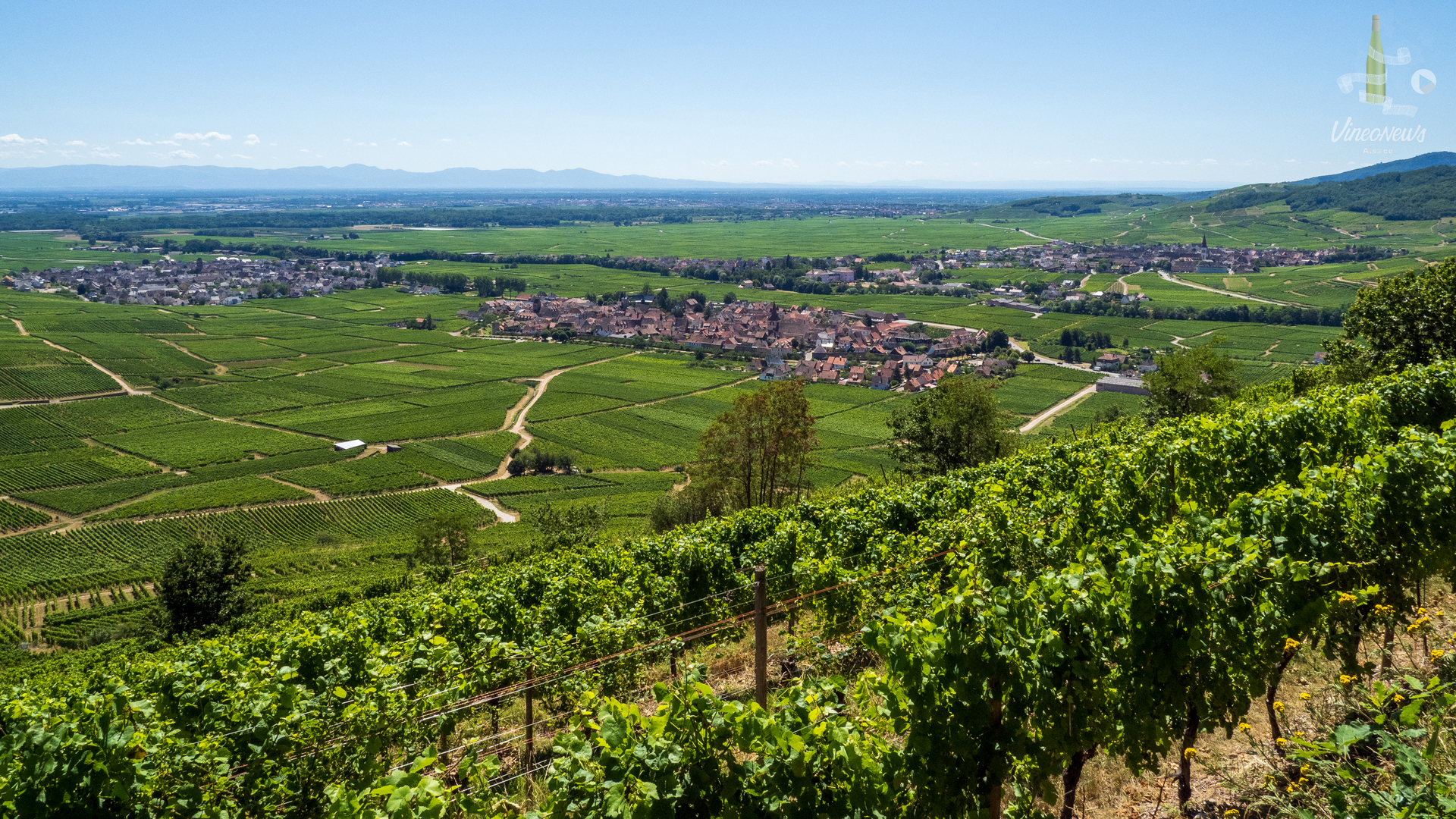 L’art des Vins d’Alsace avec le Domaine Paul Blanck
