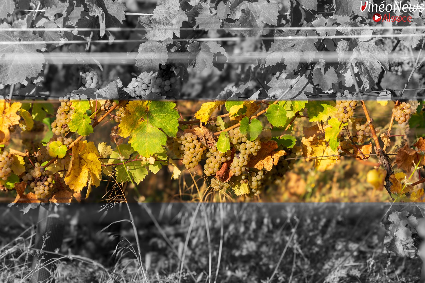 Domaine Hurst, biodynamie granitique et vins vivants