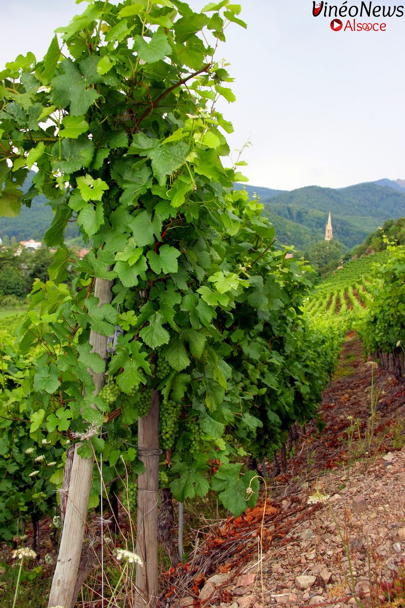 L’Alsace entre en scène avec le label Volcanic Origin