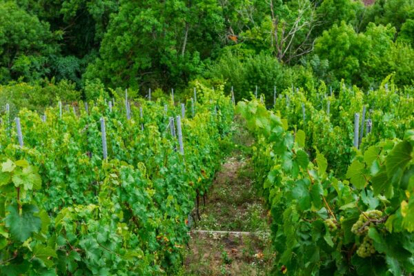 VinéoNews Alsace04