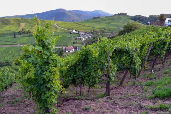 VinéoNews Alsace13