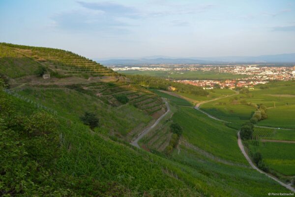 VinéoNews Alsace14