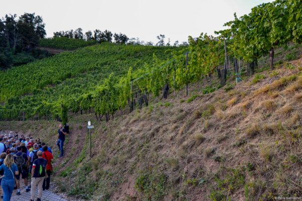 VinéoNews Alsace18