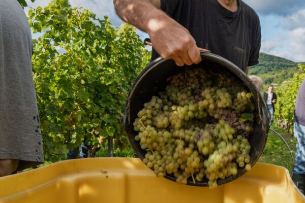 VinéoNews Alsace20