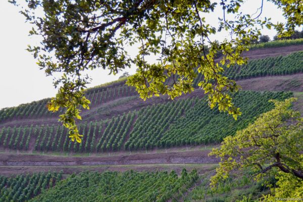 VinéoNews Alsace20