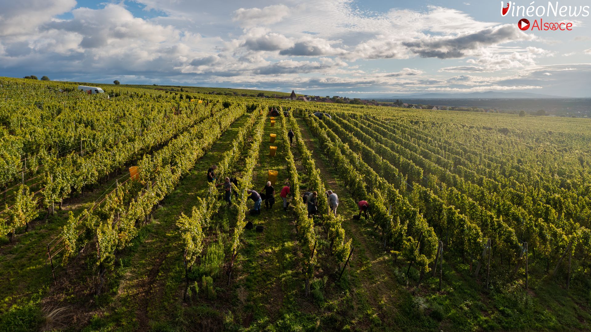 Dynamisme, excellence et famille : l’esprit Wolfberger en vendanges