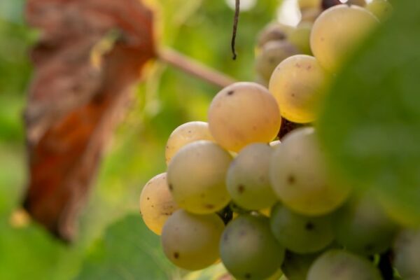 VinéoNews Alsace8