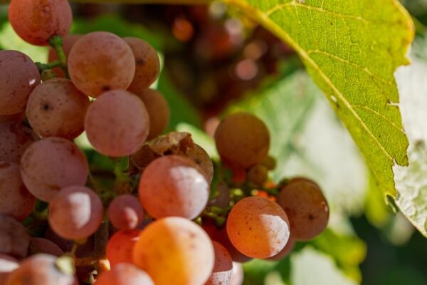 VinéoNews Alsace10