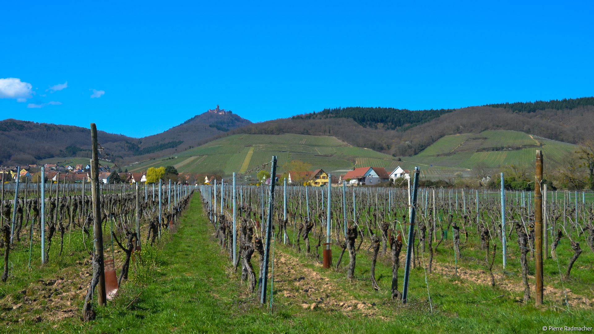 Visite au domaine Engel à Orschwiller